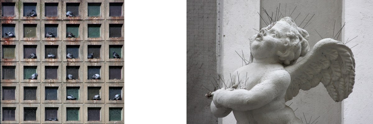 architecture blog, pigeons in the city